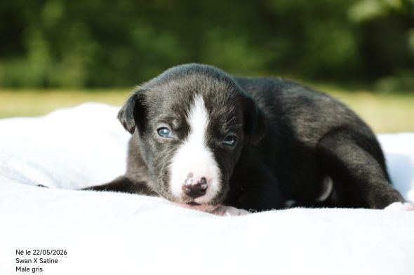 Image de la portée de chiot de l'élévage MADY N ALPHYSIA
