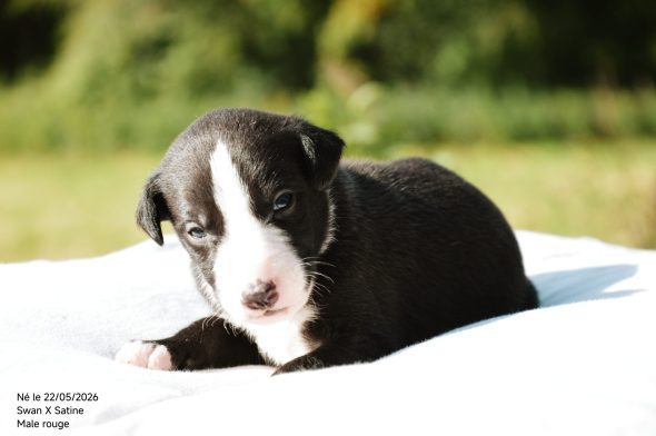 Image de la portée de chiot de l'élévage MADY N ALPHYSIA