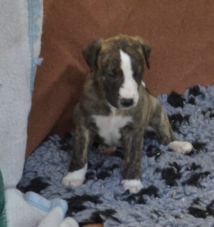 Image de la portée de chiot de l'élévage PONCELET PHILIPPE