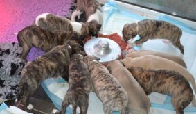 Chiots de race Whippet à vendre chez l'éleveur PONCELET PHILIPPE