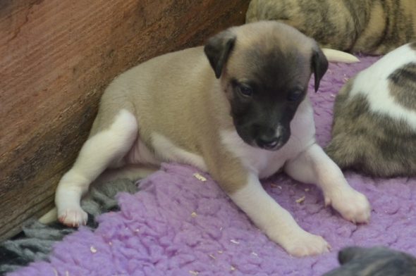 Image de la portée de chiot de l'élévage PONCELET PHILIPPE