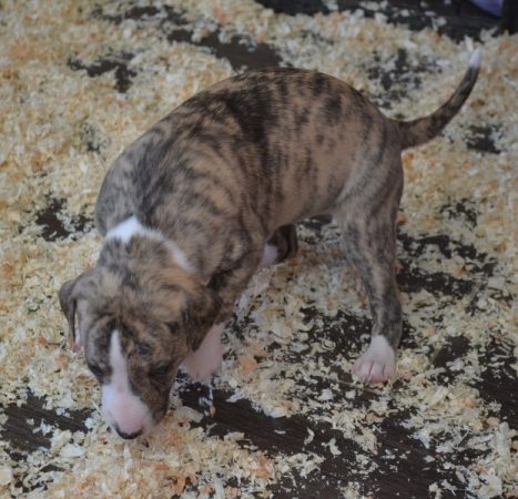 Image de la portée de chiot de l'élévage PONCELET PHILIPPE