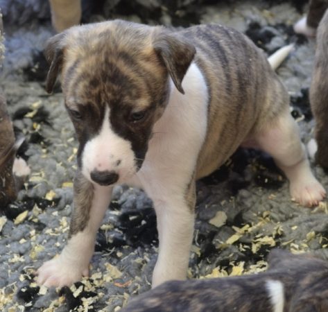 Image de la portée de chiot de l'élévage PONCELET PHILIPPE