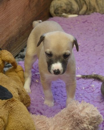 Image de la portée de chiot de l'élévage PONCELET PHILIPPE