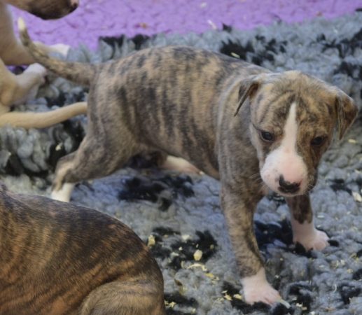 Image de la portée de chiot de l'élévage PONCELET PHILIPPE