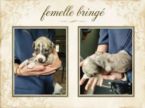 Chiots de race Whippet à vendre chez l'éleveur DES TERRES DE SYRA