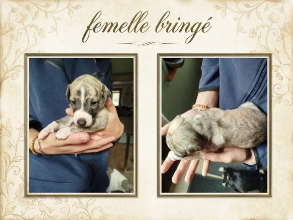 Image de la portée de chiot de l'élévage DES TERRES DE SYRA