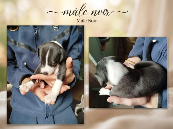 Image de la portée de chiot de l'élévage DES TERRES DE SYRA