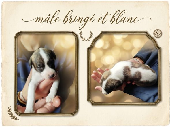 Image de la portée de chiot de l'élévage DES TERRES DE SYRA