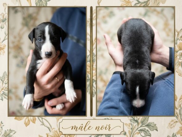 Image de la portée de chiot de l'élévage DES TERRES DE SYRA