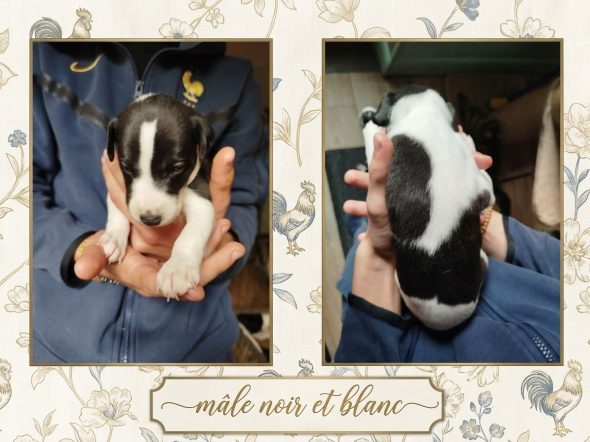 Image de la portée de chiot de l'élévage DES TERRES DE SYRA