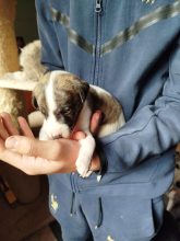 Chiots de race Whippet à vendre chez l'éleveur DES TERRES DE SYRA