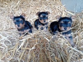 Chiots d'apparence Yorkshire terrier à vendre chez l'éleveur BLAIN JEREMY