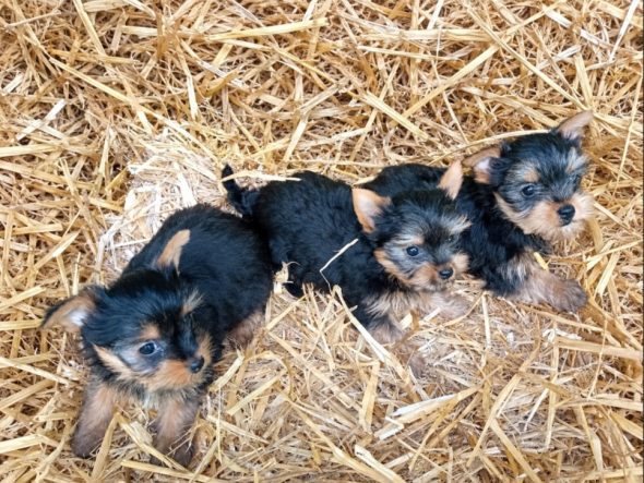 Image de la portée de chiot de l'élévage BLAIN JEREMY