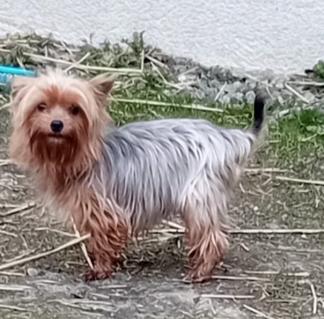 Image de la portée de chiot de l'élévage BLAIN JEREMY