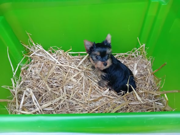 Image de la portée de chiot de l'élévage BLAIN JEREMY