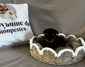 Chiots de race Yorkshire terrier à vendre chez l'éleveur DU ROYAUME DES CHOUPETTES