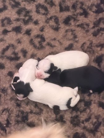 Image de la portée de chiot de l'élévage DOMAINE DE LUCHAPT