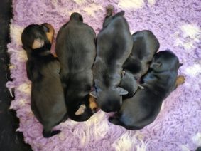 Chiots de race Yorkshire terrier à vendre chez l'éleveur LASSADE MARCEL