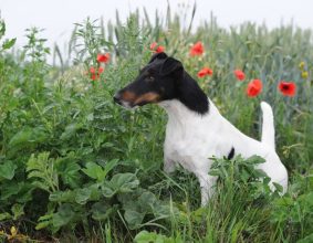 BRETON MAGALI