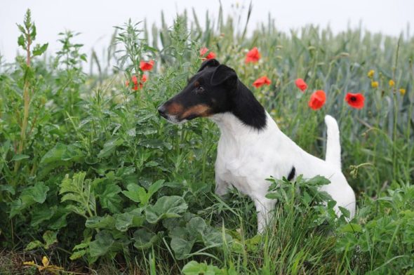 BRETON MAGALI - Image 5
