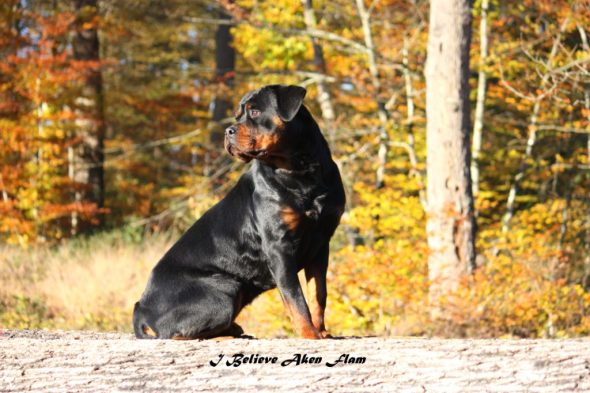 I BELIEVE AKEN FLAM - Image 4