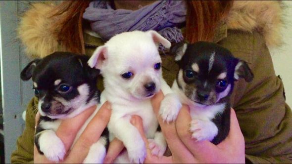 DES MINIS CROTTES - Image 10