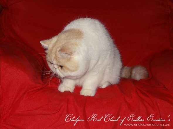 BILLON OLENA - Image 5