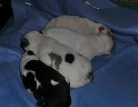 DE ROC NOIR ET DE SABLE BLANC