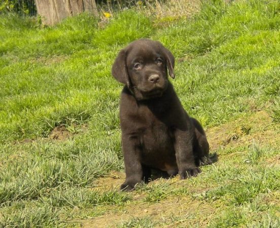EARL DU JARDIN DES OLIVIERS - Image 6