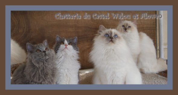 DU CASTEL WALOU - Image 11