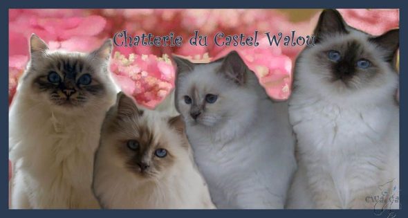 DU CASTEL WALOU - Image 7