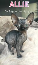 LE REGNE DES SPHYNX