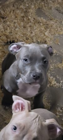 BREIZH BULLY KENNEL - Image 5