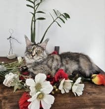 CHATTERIE D&rsquo;AUSTRALANDCOONS