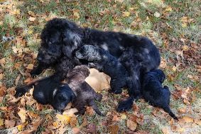 LES LABRADOODLES DE LA JOIE DES ANGES