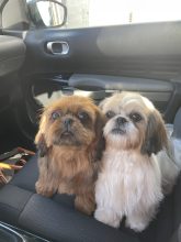 Le domaine des chiens du bonheur