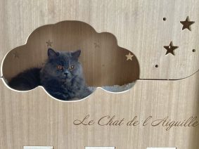 Du Chat de l&rsquo; Aiguille