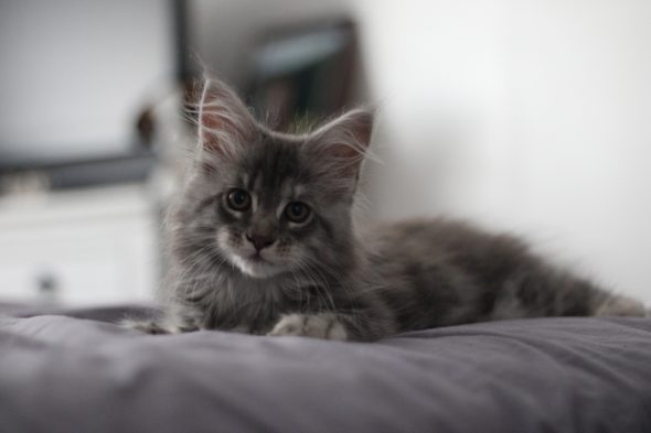 La Chatterie de Soroun Sweet - Image 1