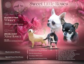 SWEET LITTLE ROSES