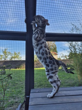 CHATTERIE DES TERRES DE GAIA - Image 2