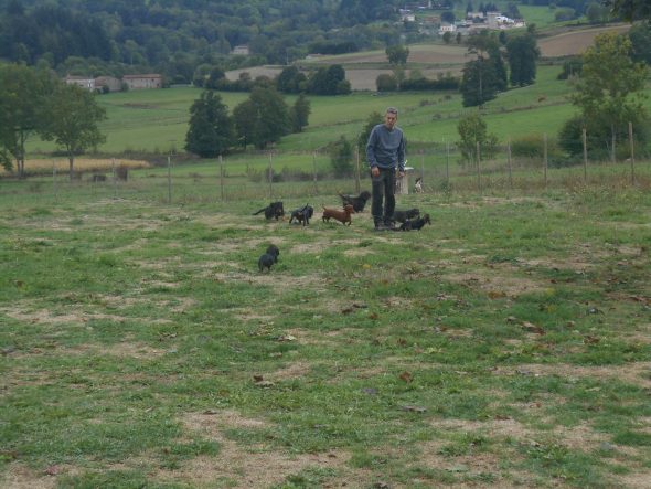 DES RONCIERS POURPRES - Image 8