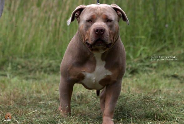 JAGUAR BULLY KENNEL - Image 22