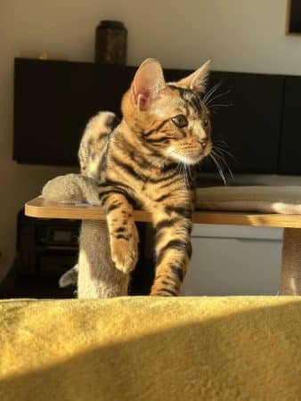 POP BENGAL - Image 3