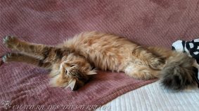 Chatterie des &lsquo;Tites Terreurs