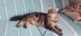 CHATTERIE DU COEUR SOLOGNOT