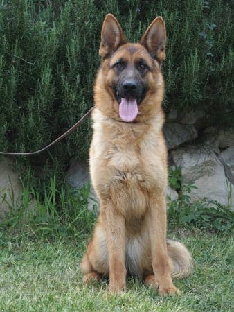 CENTRE CANIN DE LA GAIDOCIENNE - Image 2
