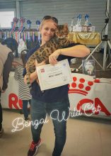 Bengal Wild Cat