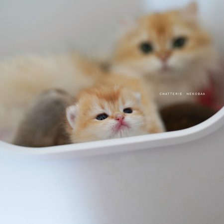 NEKOBAA - Image 8