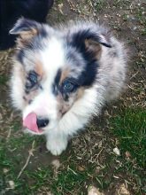 LES POMSKY DE ST ROMAN